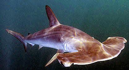 Sphyrna zygaena_001.jpg